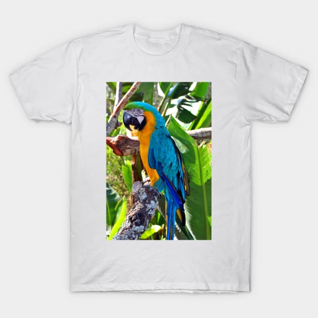 Macaw Parrot Yellow And Blue Bird T-Shirt by AndyEvansPhotos